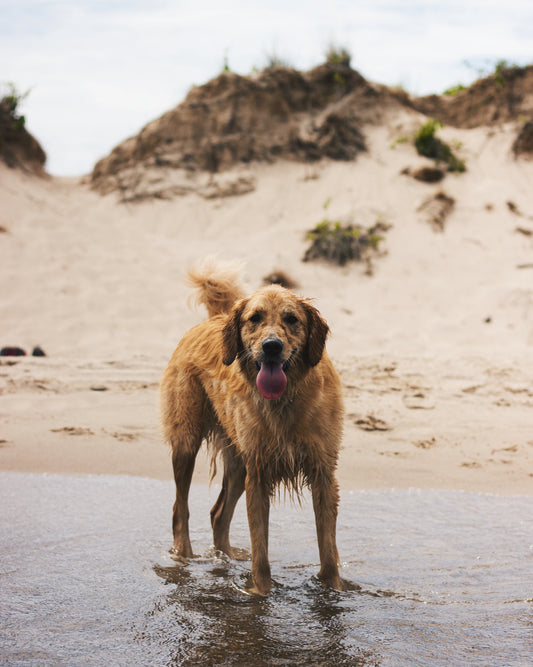 Dog enjoying a sunny beach day.
