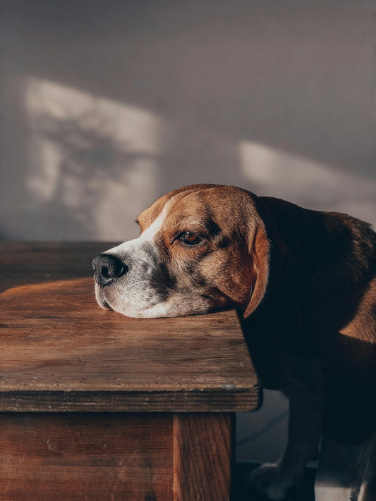 How to Train Your Dog to Stay Alone When You Are at Work: Effective Strategies for Independence
