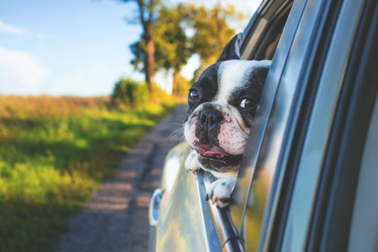 How to Prepare Your Dog to Stay in a Dog Hotel: Essential Tips for a Smooth Transition