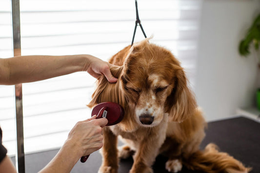 Grooming Your Dogs and Cats for Fall: Brushing, Bathing, and More