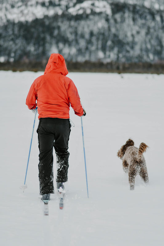 Tips for Taking Your Dog on a Ski Vacation