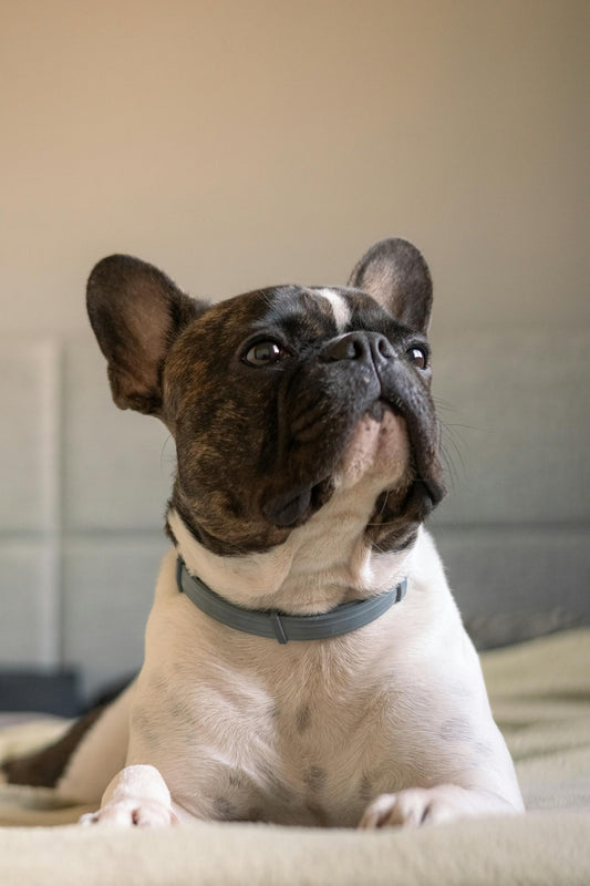 Symptoms of Uncomfortable Dog Collars: Identifying Signs of Distress in Your Pet Dog