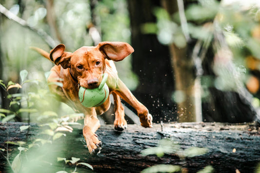 How to Choose the Right Toys for Your Dog: A Guide to Keeping Them Happy and Engaged