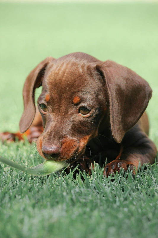 Why Is My Dog Eating Grass? Understanding This Common Canine Behavior