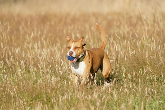 Myths About Pitbulls: Debunking Common Misconceptions and Fears