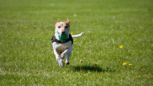 Creative Ways to Play with Your Dog: Engaging Activities for a Happier Pet