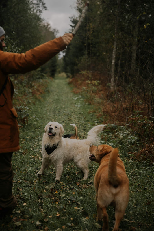 Autumn Hikes to Take with Your Dog