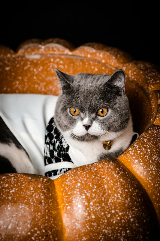 Crafting Dog and Cat-Friendly Halloween Treat Bags