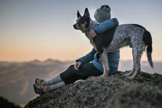 Why Are Dogs Men's Best Friends? Understanding the Bond Between Humans and Canines
