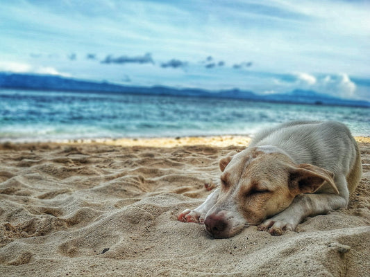 The Best Places to Go on Summer Adventures with Your Dog in the Netherlands