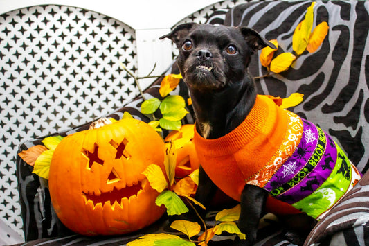 DIY Dog and Cat Halloween Costumes: Tutorials for Creative Owners