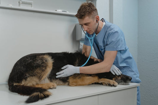 Partnering with Local Vets for Fall Health Checkup Events
