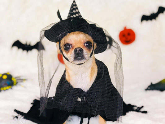 Pet-Friendly Halloween Decorations: What to Use and What to Avoid