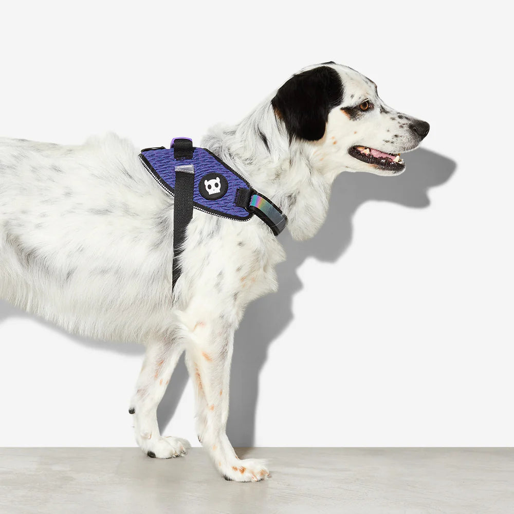 FlyHarness PERVERSO