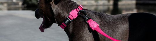 Is your dog using a collar that fits just right?