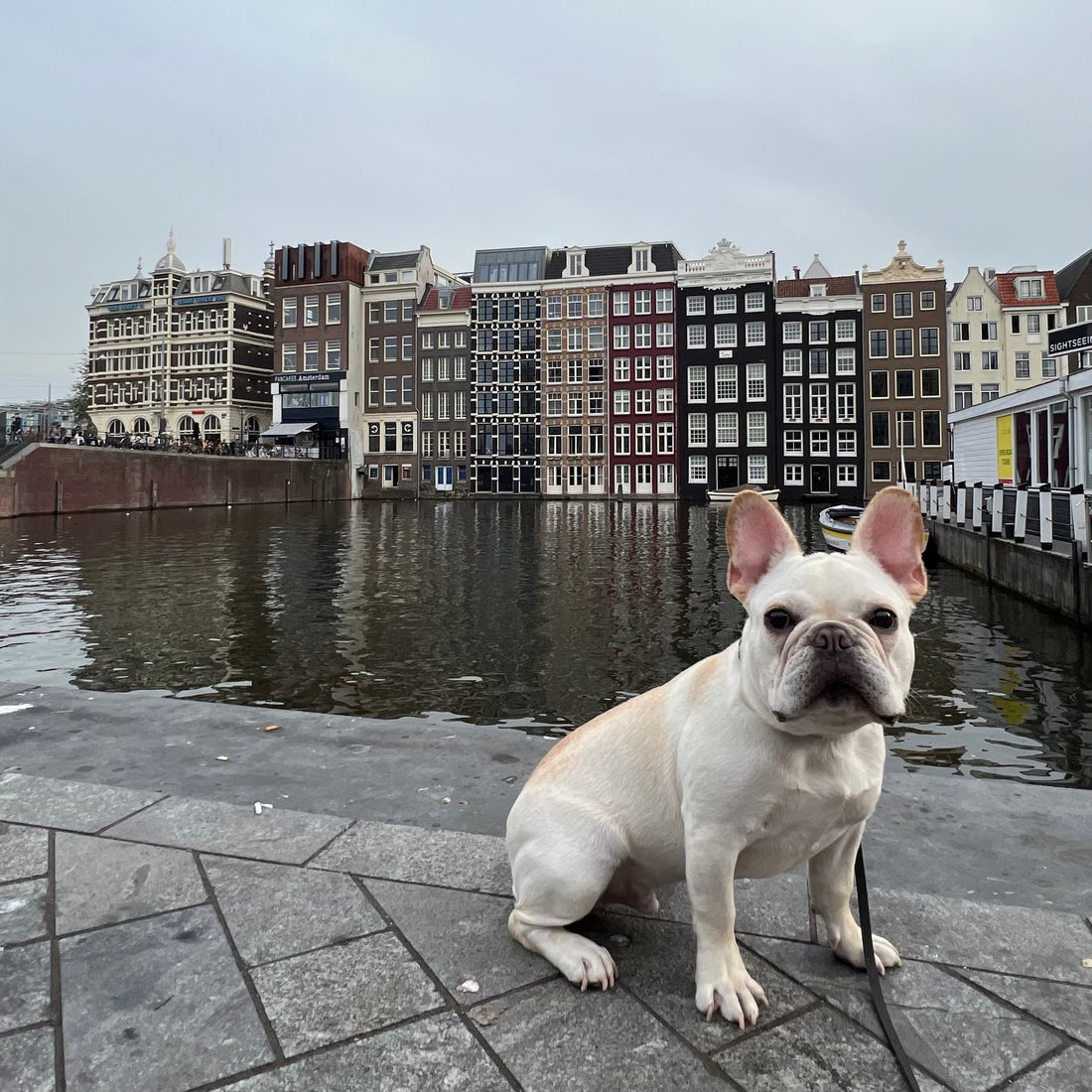 Visiting Amsterdam with a Dog