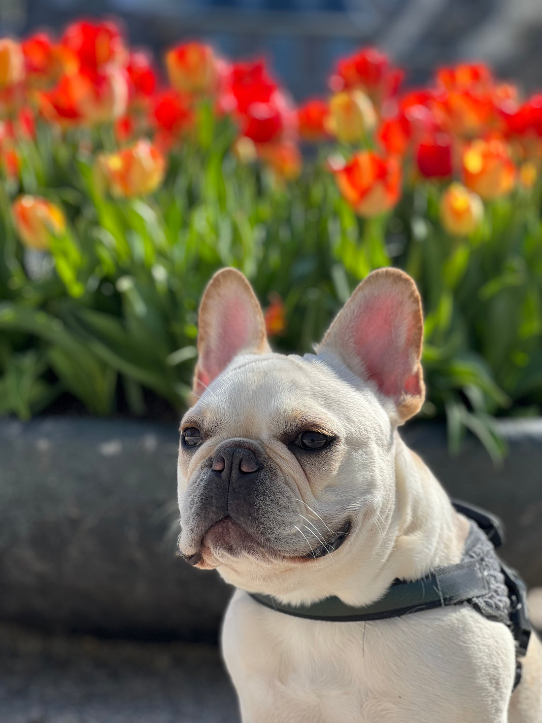 Enjoy Spring Safely with Your Pet: Tips and Tricks for a Fun and Safe Season