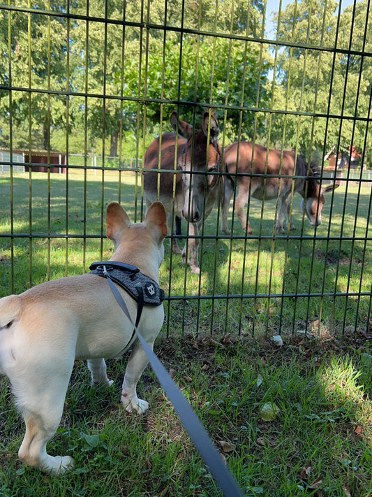 Teaching Your Dog to Walk Politely on a Leash in Fall Conditions