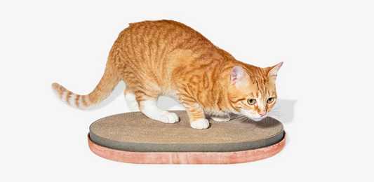 How to Stop Cats from Scratching Furniture, Carpet, and You!