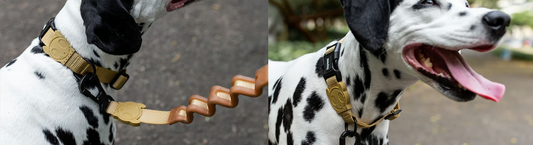 Signs of Poorly Fitting Dog Collars