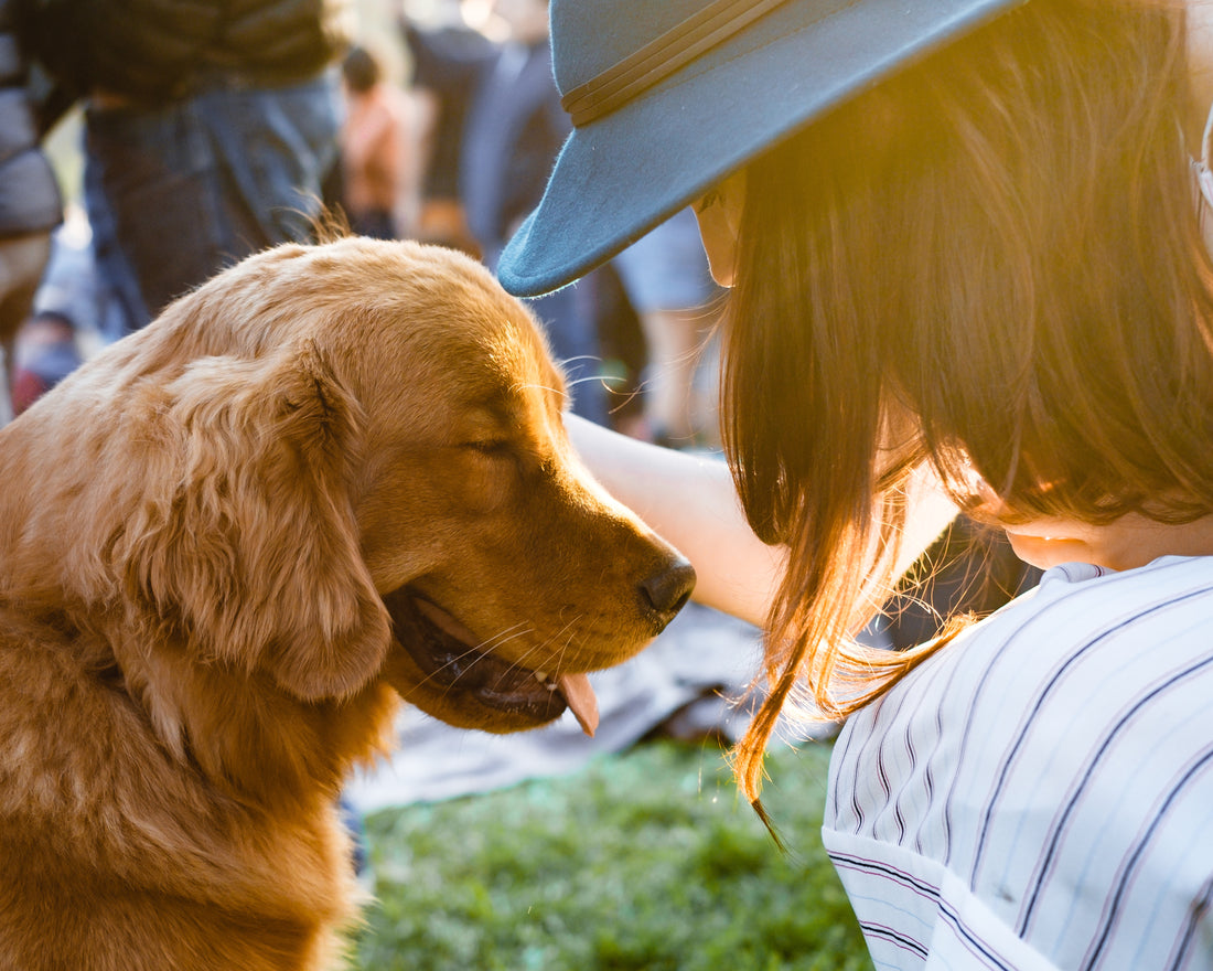 Volunteering at Pet Shelters