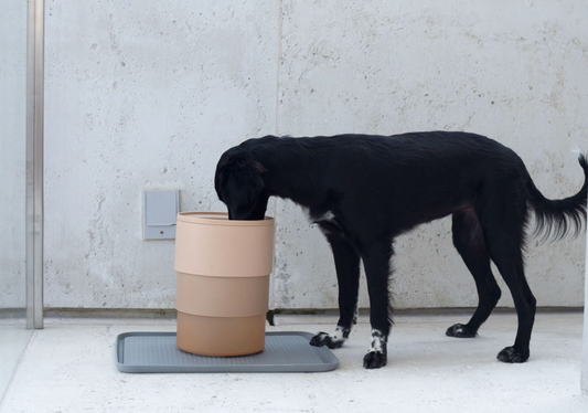 How Do I Select Correct Height For A Dog Feeder