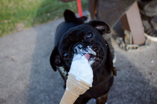 Dog Frozen Treat | Pet Stop Boutique