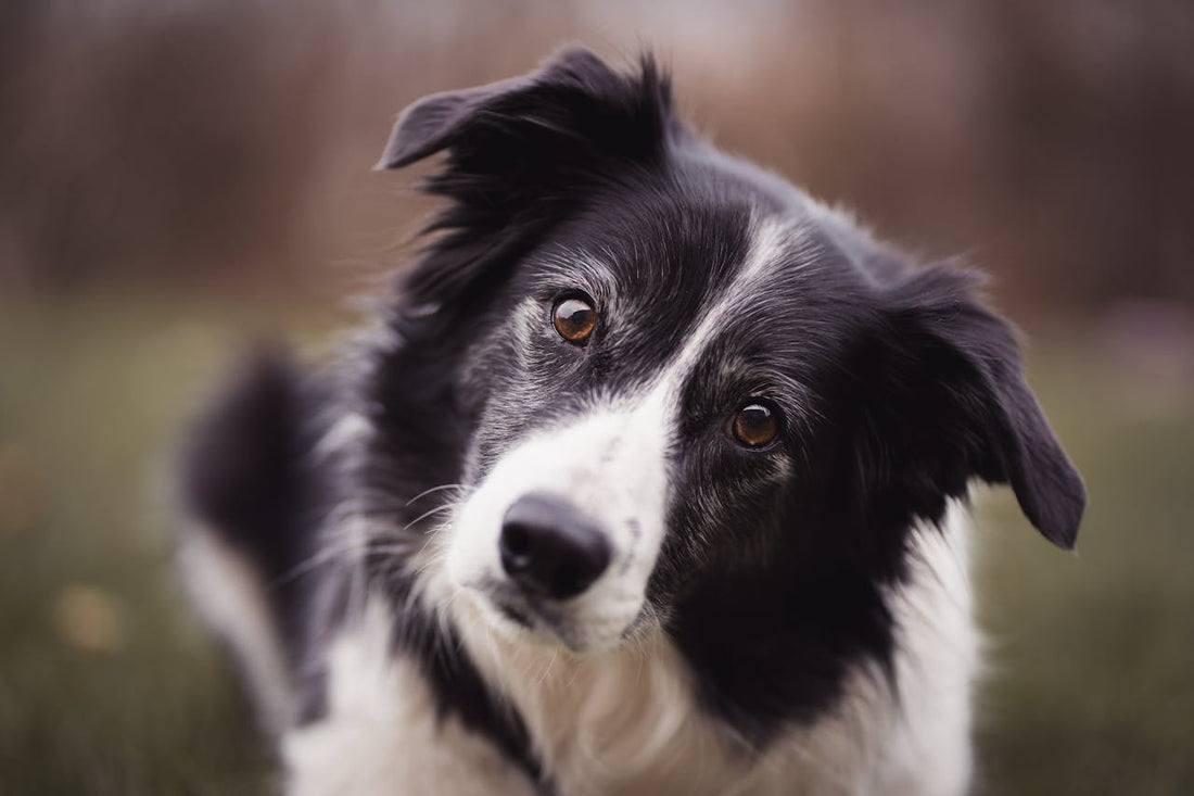 Border Collie, a breed beyond compare