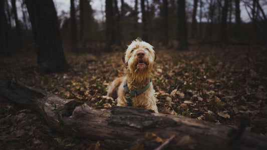 Autumn Pet Safety: Keeping Your Dogs and Cats Safe During the Season