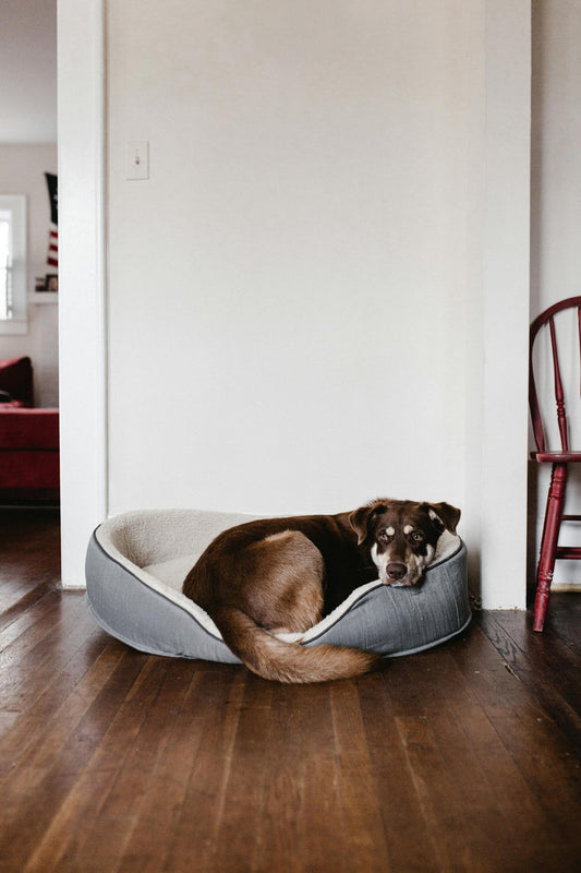 Dog's Bed Hygiene: Tips for Keeping Your Dog's Sleeping Space Clean and Healthy