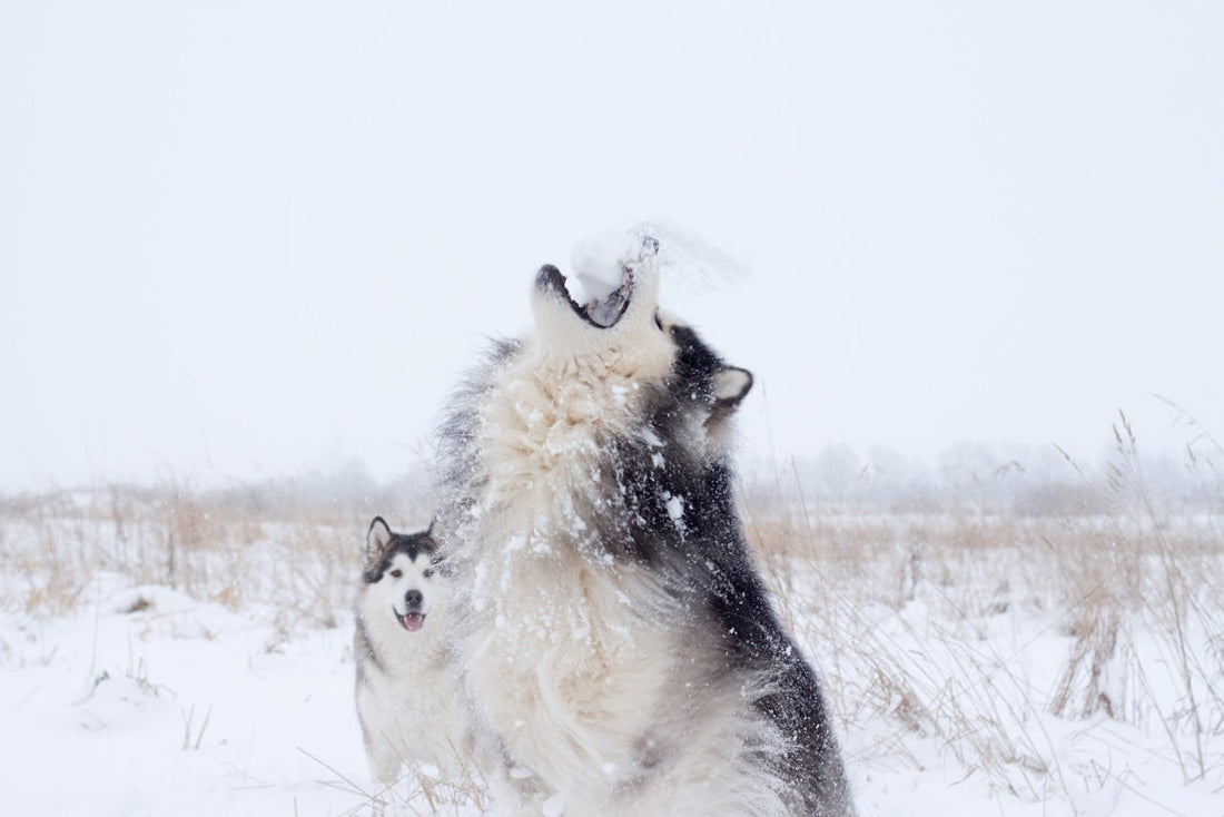 Why do dogs howl?