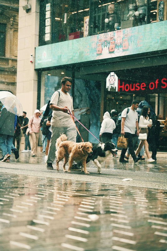 Walking Your Dog in the Rain