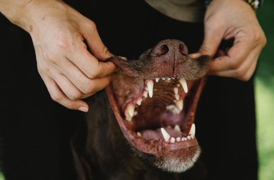 Dental Hygiene and Care for Dogs