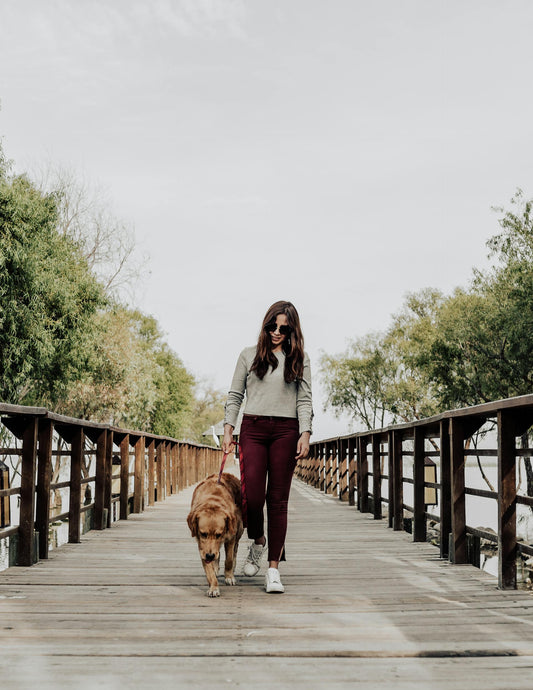 Walking Etiquette While Walking Your Dog: Tips and Best Practices