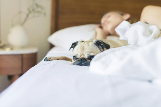 A Pet in Bed: Pros and Cons