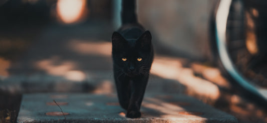 Black Cat Awareness Month