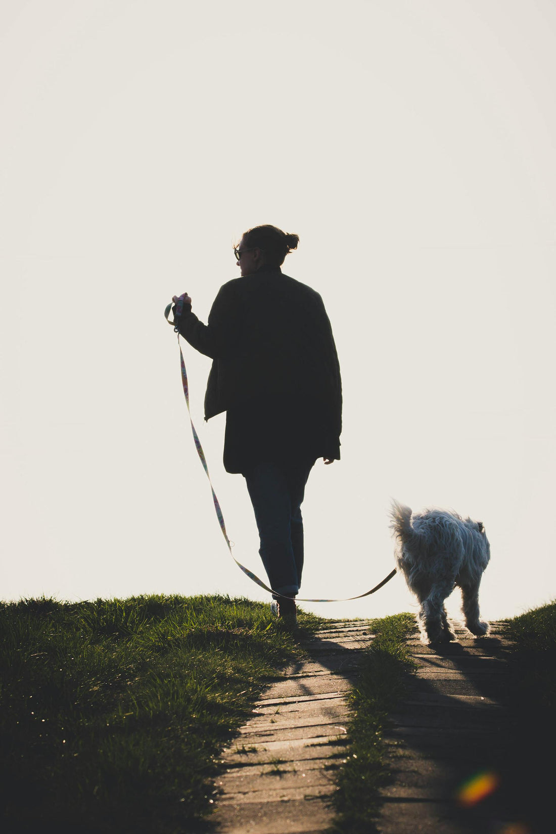 Walking the Dog: Tips and Tricks for a Safe and Enjoyable Stroll