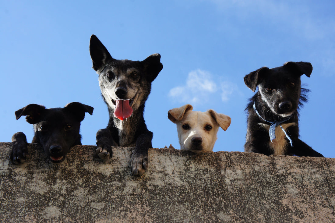 How to Potty Train a Puppy