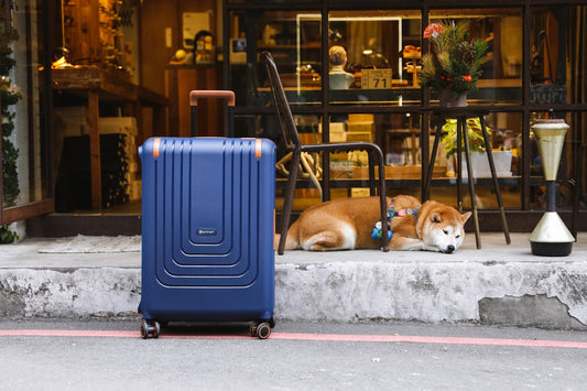 A Guide to Long Distance Traveling with Dogs on a Plane