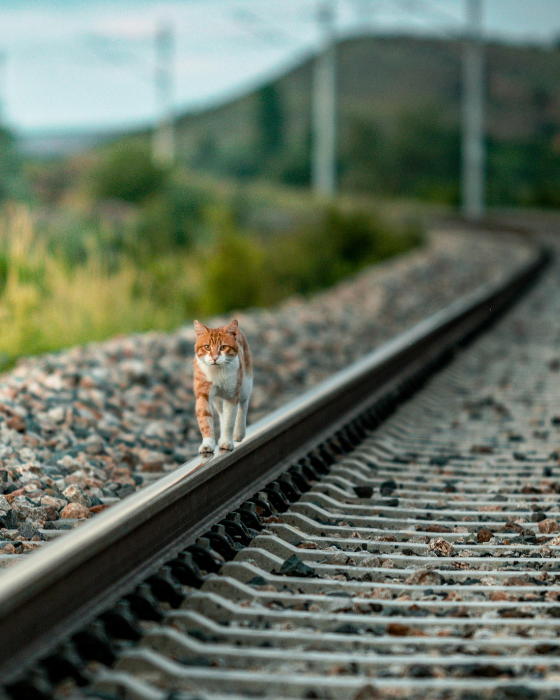 Walking the Cat: Tips for a Safe and Enjoyable Stroll with Your Feline Friend