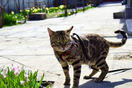 How to Leash Train a Cat