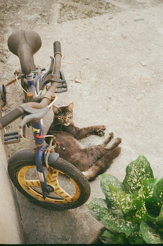 Cycling with Your Cat: Tips and Precautions