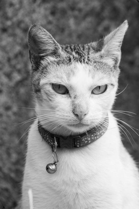 Why Should My Cat Wear a Collar: The Benefits of Safety and Identification