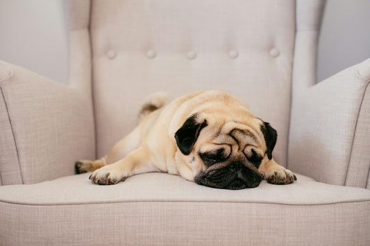 6 Dog Sleeping Positions and What They Mean: