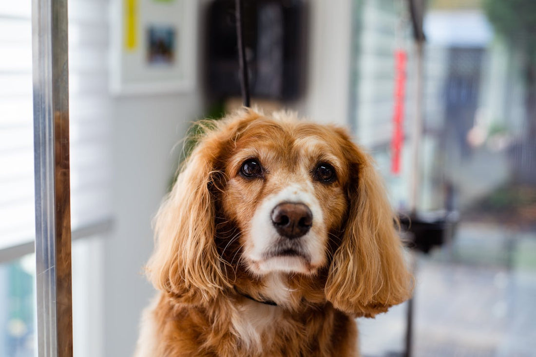 Understanding How Dogs Perceive Time