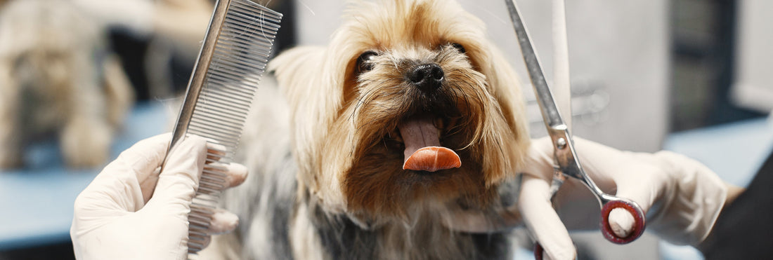 Tools for Dog Grooming