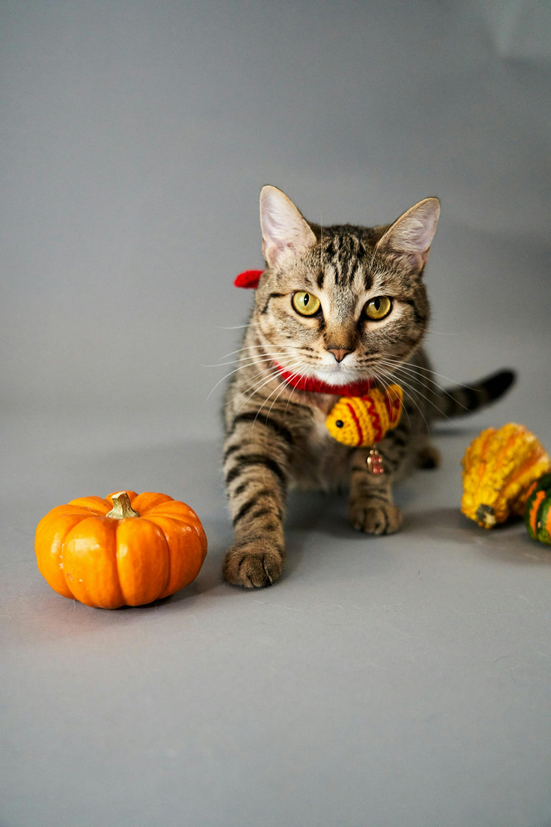 How to Make Fall-Inspired Toys for Dogs and Cats