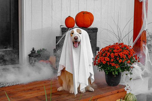 Training Your Dog for Halloween: Tricks and Treats