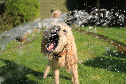 Top Summer Safety Tips for Dogs