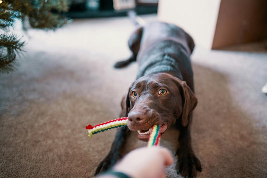 Enrichment Ideas to Do With Your Dog: Fun Activities to Boost Their Well-Being